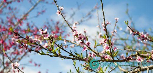 Những bài thơ 7 chữ về mùa Xuân ý nghĩa và nhiều cảm xúc